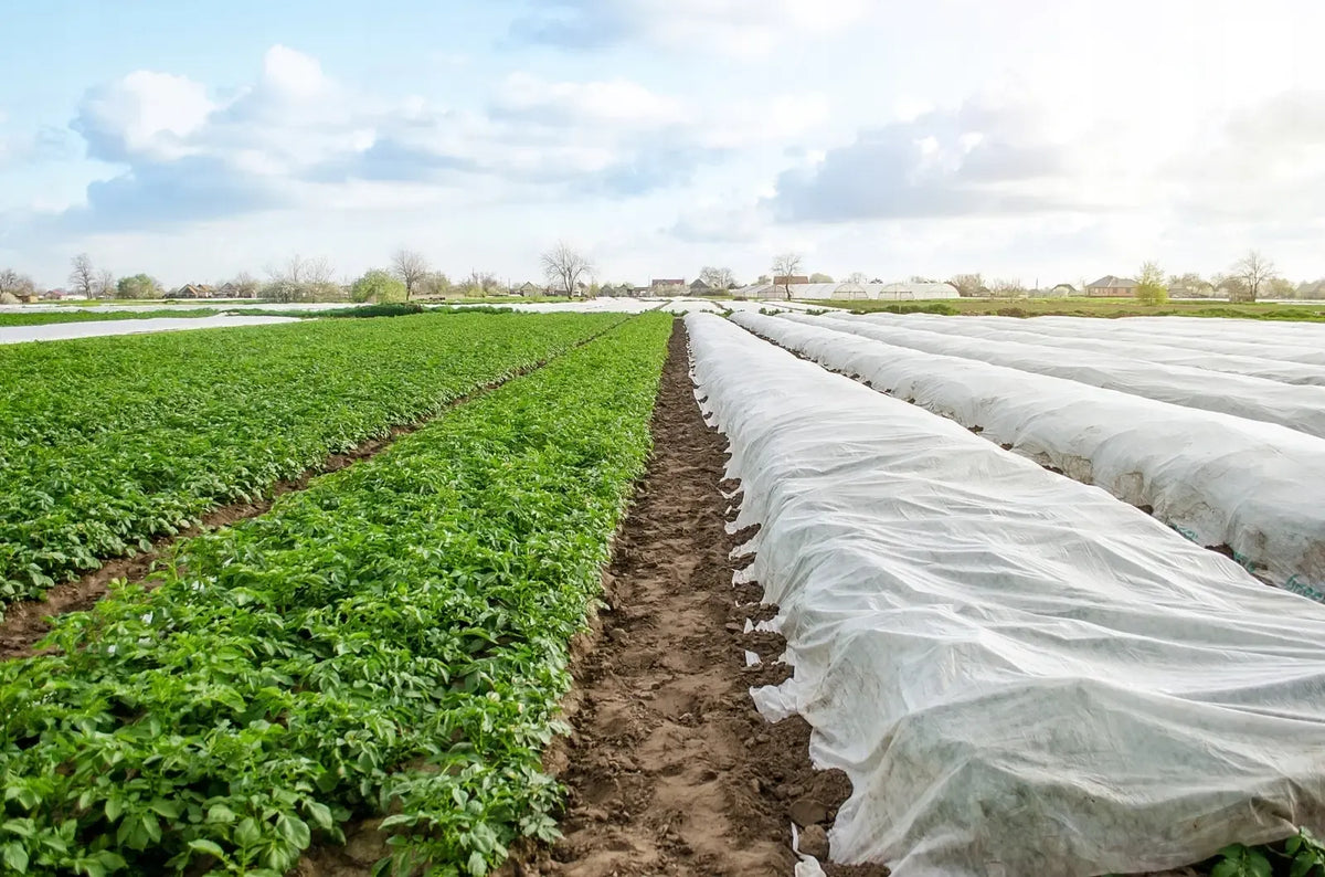 Baltos pavasarinės agroplėvelės 1,6 x 10 m, 17 g/m², apsaugo augalus ir šiltnamius nuo šalnų ir drėgmės.