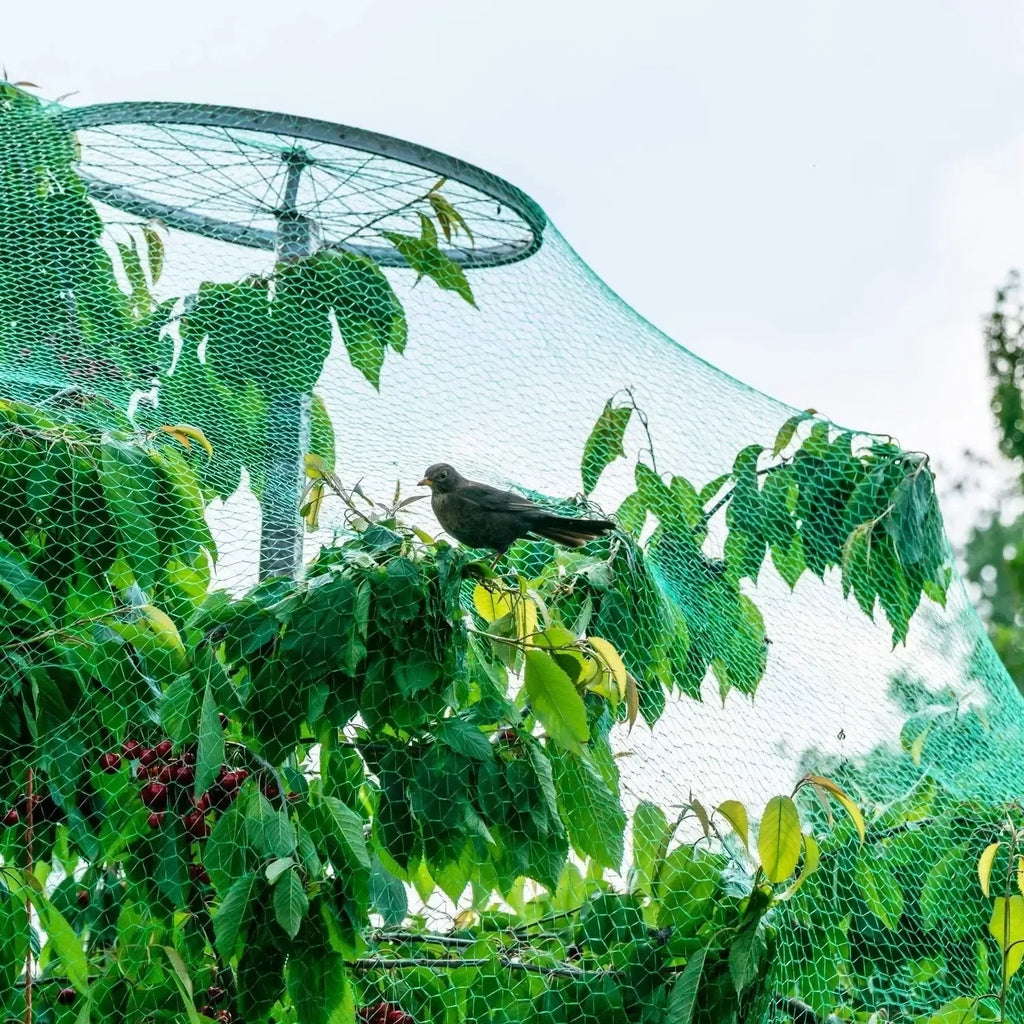 Apsauginis paukščių tinklas 5 × 10 m, tinkamas sodo apsaugai nuo paukščių, juodas, ištemptas ant vielos konstrukcijos.