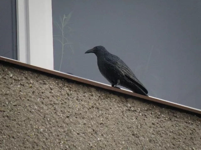 Varese (vares) imitatsioon