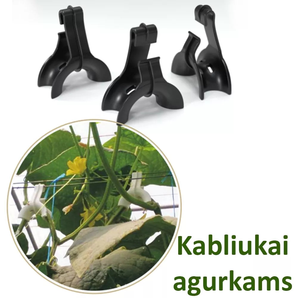 Kurgikonksud, 10 tk.