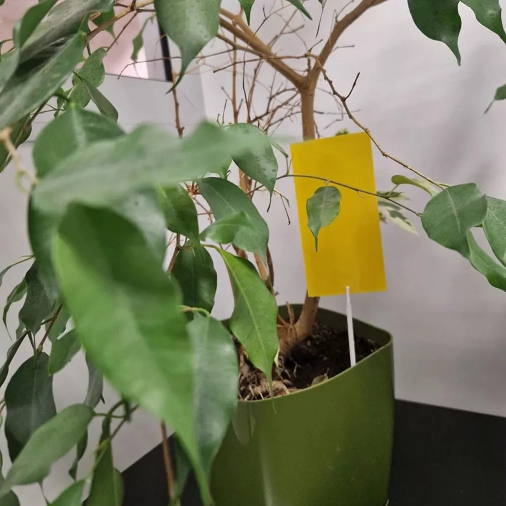 Magnet start kollane (7x14cm) valgekärbeste, lehetäide ja lehetäide püünised, 12 tk