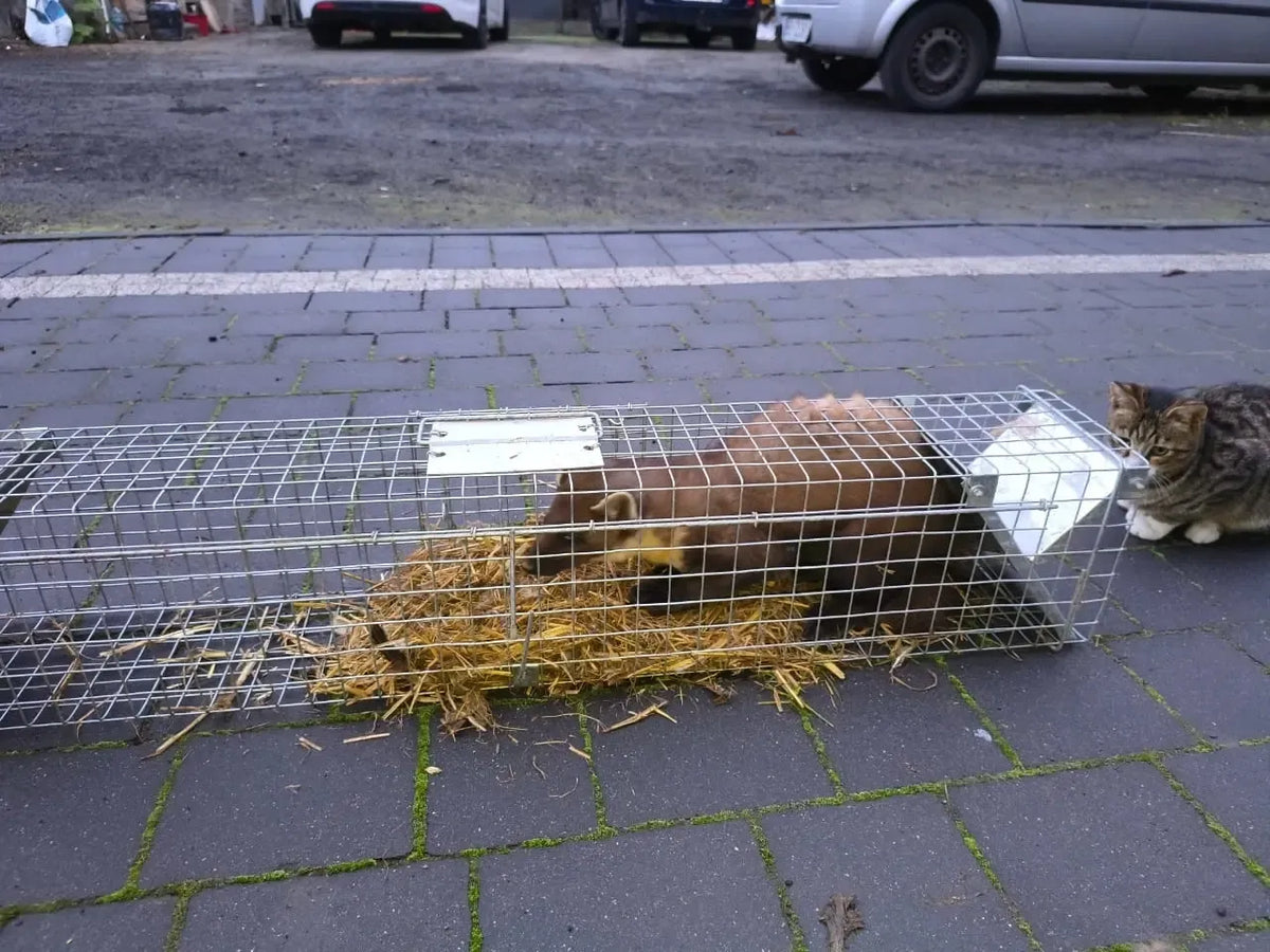 Profesionalus gyvūnų narvas 102x29x32 cm su dviem įėjimais, tvirtas ir patogus gyvūnų laikymui ir pernešimui.