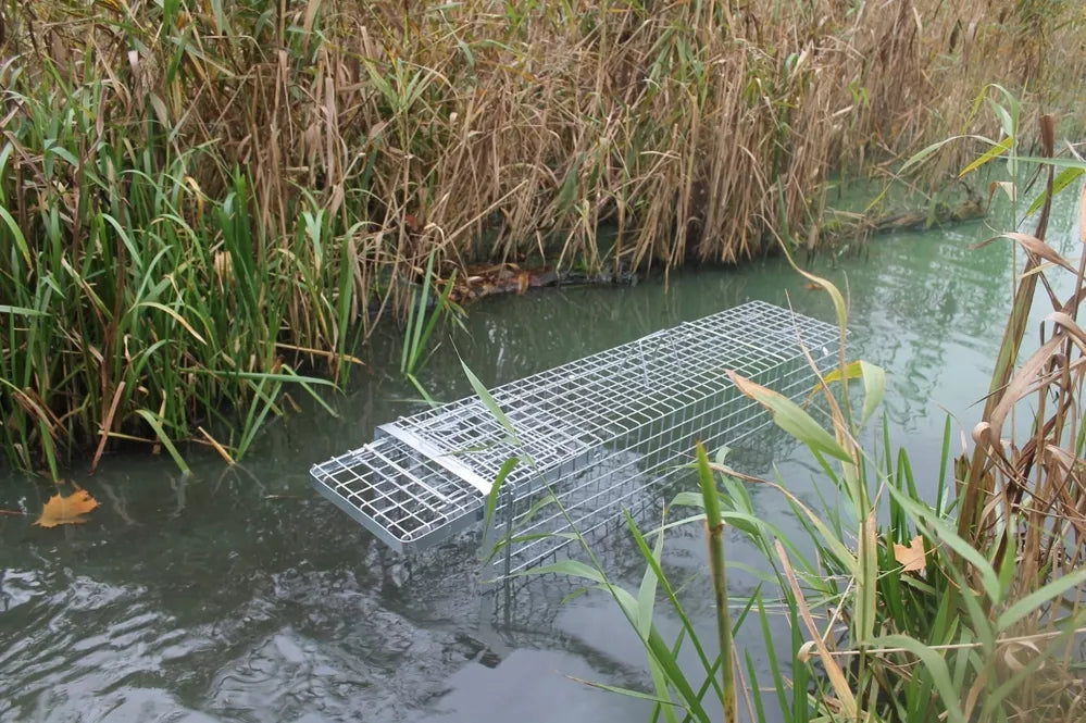 Narva, püünis, kaameraga püünis peibutise jaoks