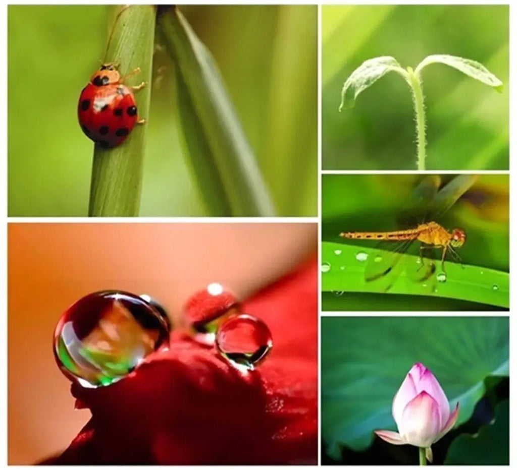 Objektyvų rinkinys fotografijai, įvairūs objektyvai ir priedai viename komplekte