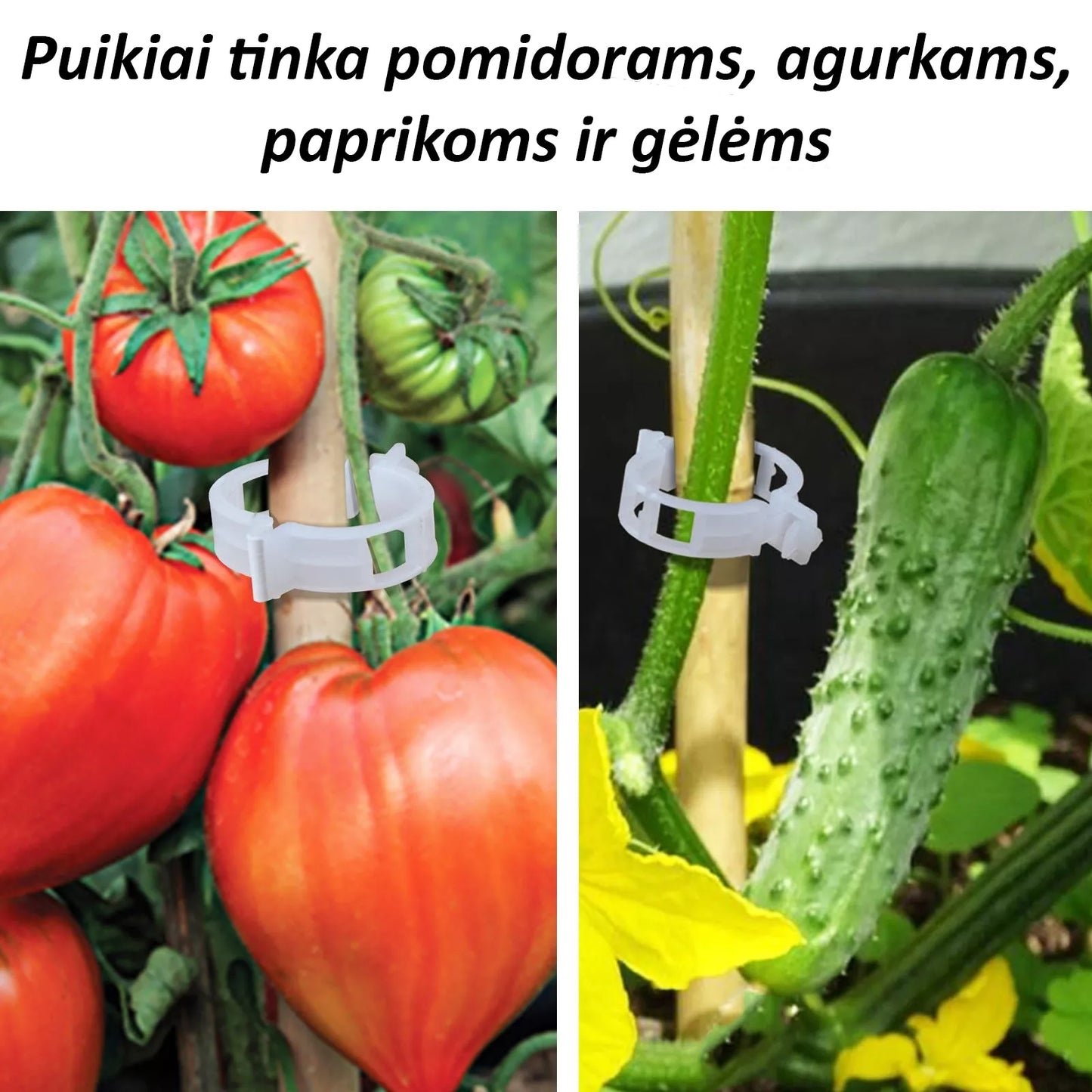 Tomatiklambrid, 50 tk.