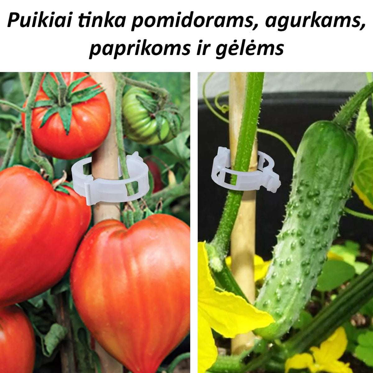 Tomatiklambrid, 50 tk.